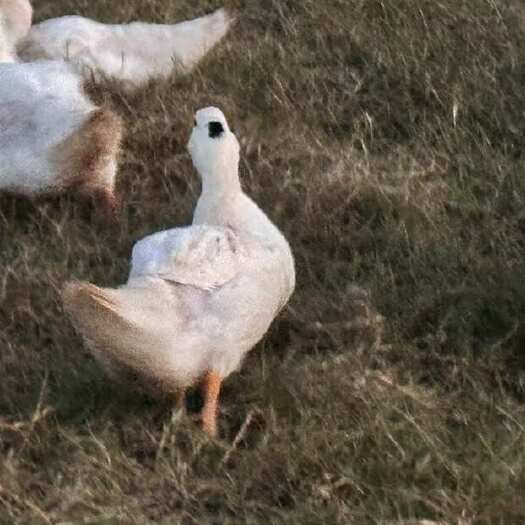 中江县卖鸭子了全粮食鸭