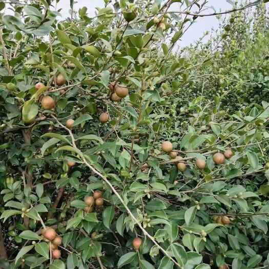 九江油茶籽