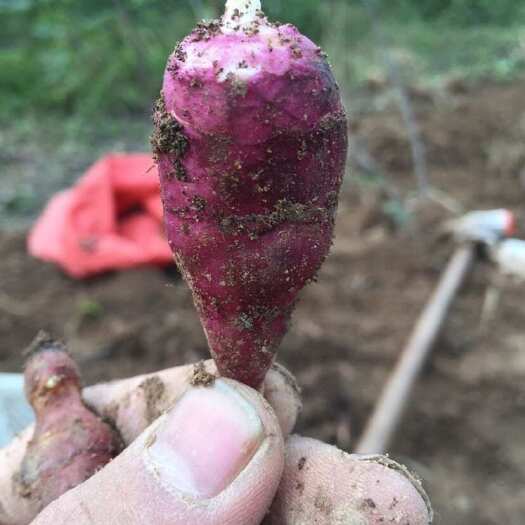 郓城县2024农家种植胰岛果 红果菊芋 紫菊芋 电商供应链