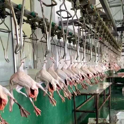 杭州白条鸭麻鸭 基地供应 量大优质 价格低廉 欢迎各大老板咨询