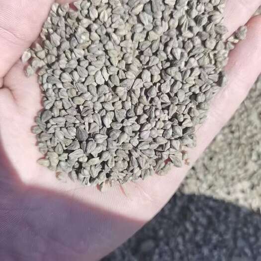 海原县苦荞麦 一手货源无杂质 货源充足  欢迎各位老板采购