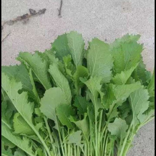 內(nèi)鄉(xiāng)縣河南南陽新鮮芥菜雪里紅蔬菜批發(fā)直供
