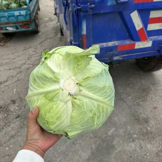 菏泽一手货源，市场货加工厂大量有货