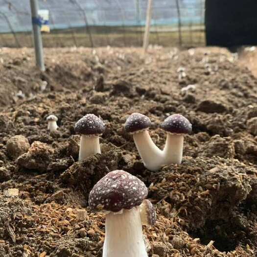 庄河市优质赤松茸，无药纯绿色