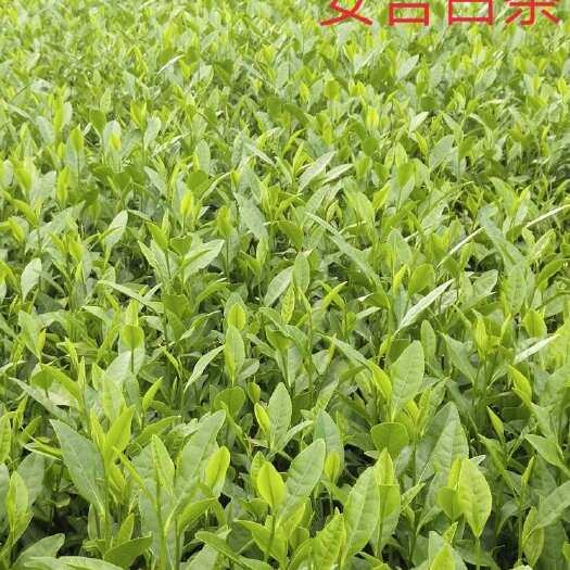 福安市茶树苗