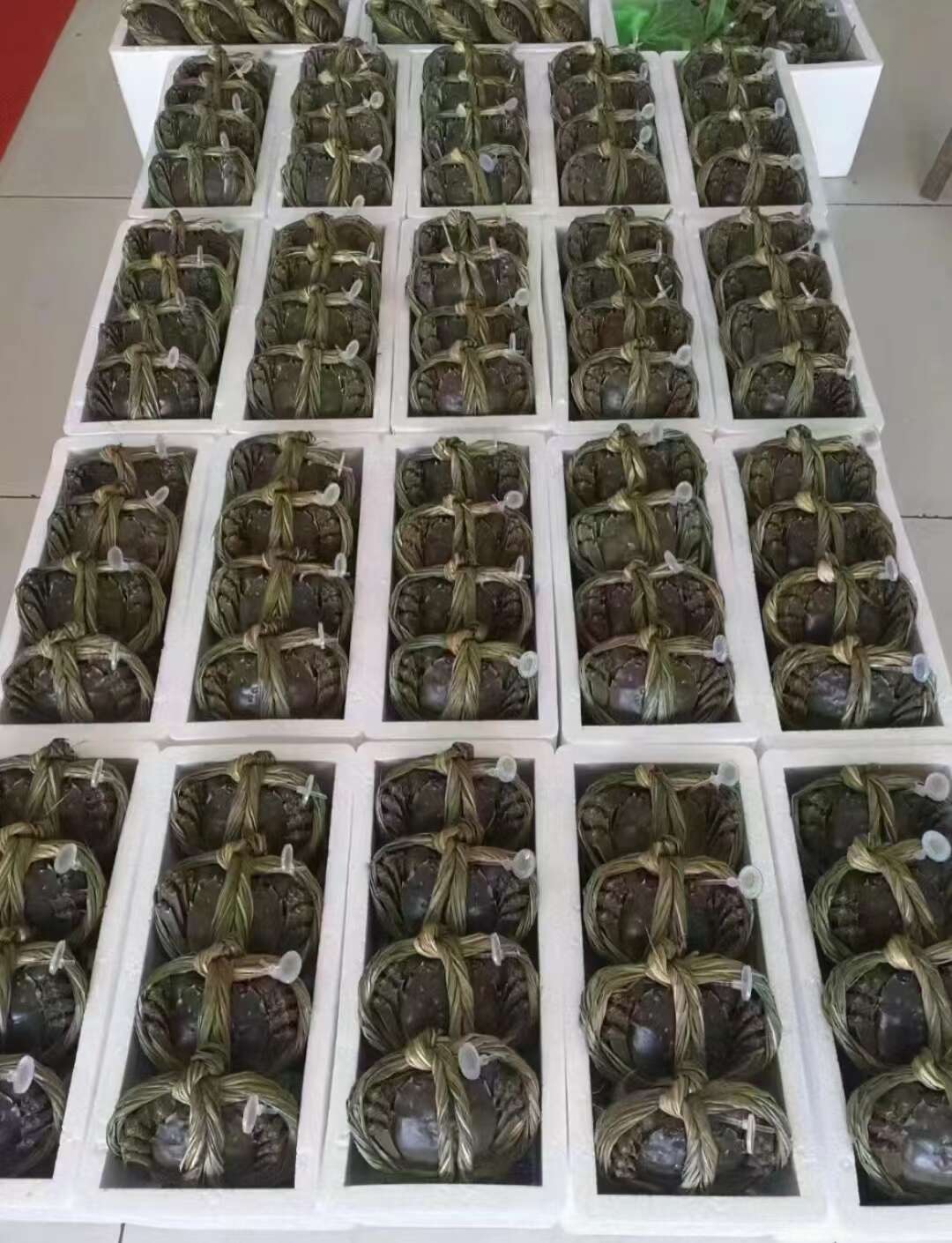 现货江苏大闸蟹母蟹螃蟹供酒店、零售店、自助餐饭店、每天报价