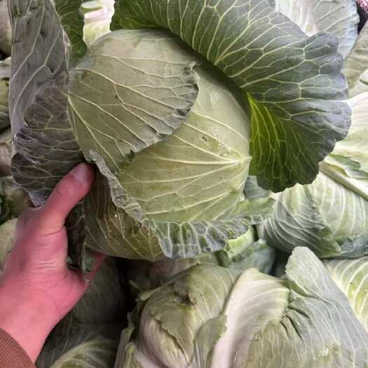 菏泽大量有货京丰一号，每天都能走一个挂车