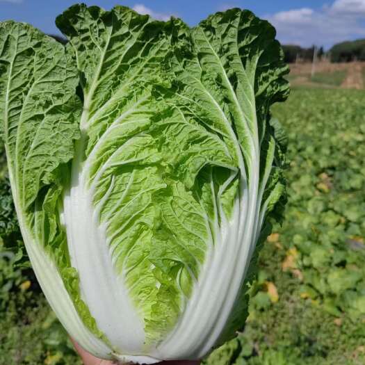 安顺贵州大白菜欢迎订购