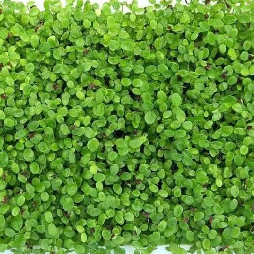冠县新鲜红油香椿芽 山东聊城直发 健康美味 蔬菜类佳品