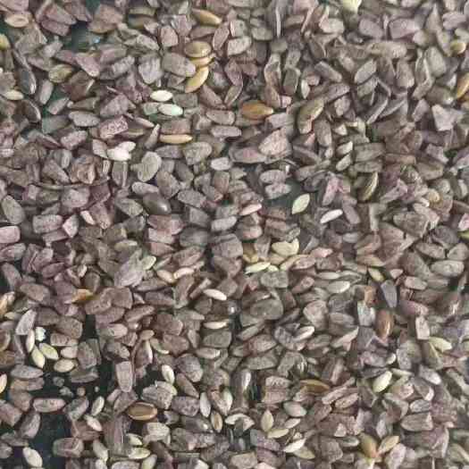 林甸县茺蔚子  益母草籽  中药材  中药种子