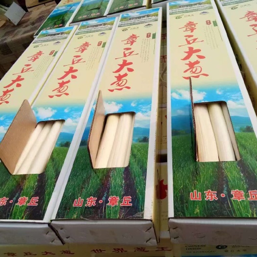 济南章丘大葱