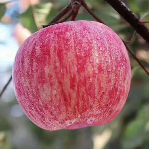 蒙阴县山东红富士苹果产地批发，口感脆甜，货源充足