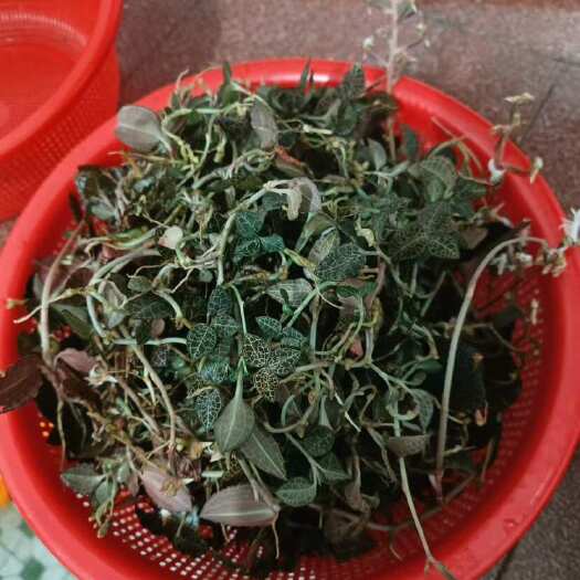 罗定市金线莲