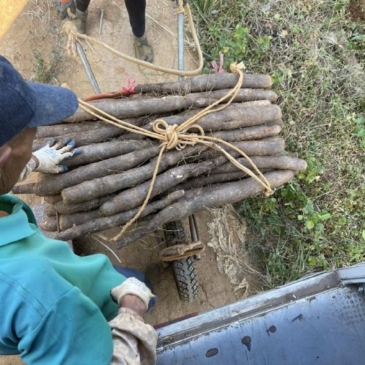 钟山县没有中间商自产自销黑鬼、白鬼、滚地龙