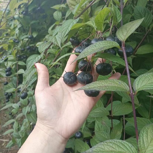 马关县红果参