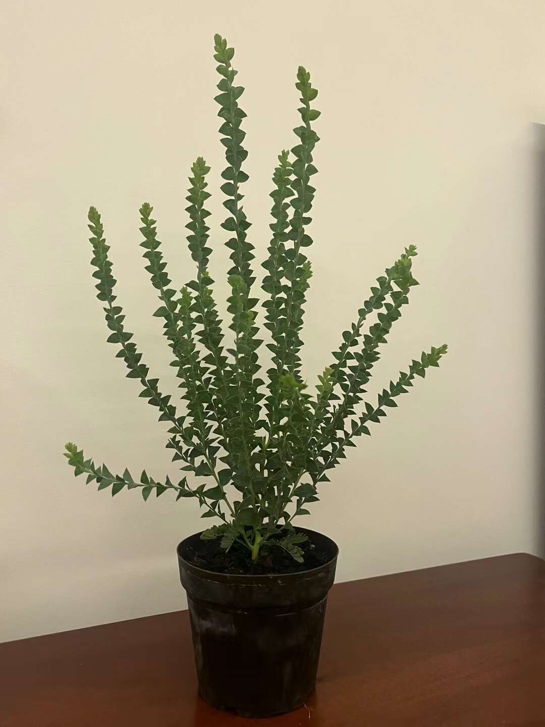 尤加利盆栽三角叶蓝宝贝苹果细叶，叶子有香味家用还可以净化空气