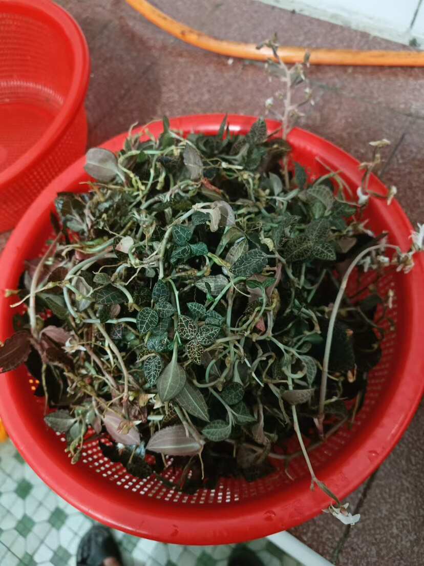 金线莲