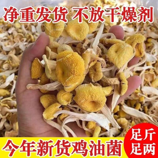 昆明鸡油菌干货农家特产黄金菇榆黄磨食用菌菌菇煲汤食材
