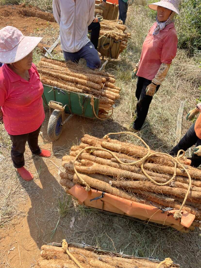 没有中间商自产自销黑鬼、白鬼、滚地龙