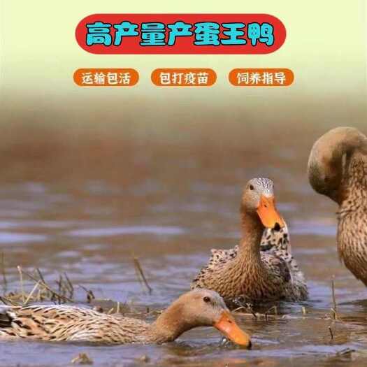 景洪市麻鸭苗 【诚信商家】买1000送200 货到付款