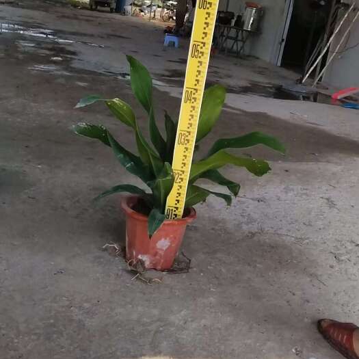 惠州金心也门铁