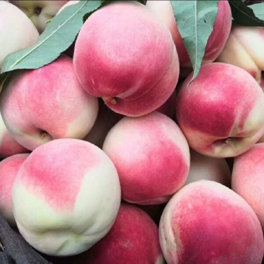蜜桃