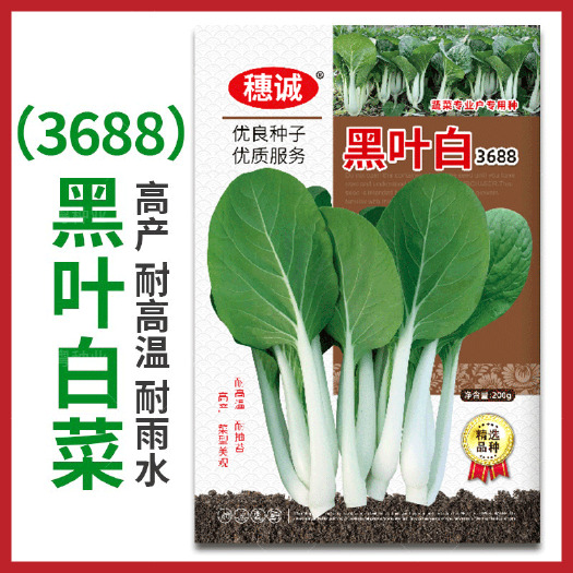 青县穗诚黑叶白菜种子3688耐热耐湿耐抽苔四季小白菜种孑大田蔬菜