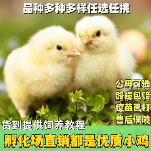 保山土鸡苗 【诚信商家】买1000送200 货到付款