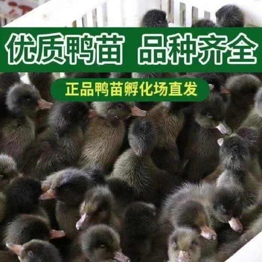 金锭鸭苗 【诚信商家】买1000送200 货到付款