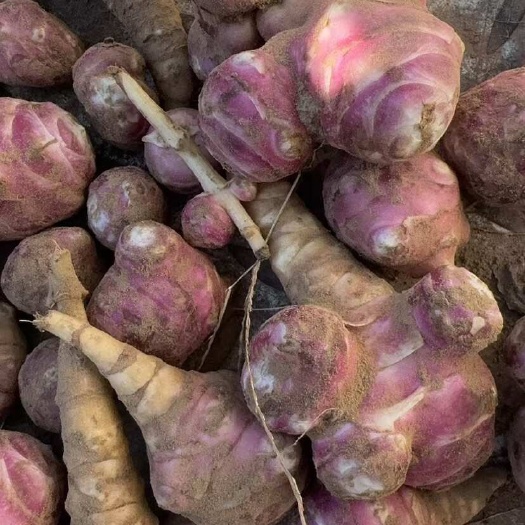 郓城县洋姜 新鲜洋姜 白洋姜 红洋姜 鲜洋姜 鬼子姜 菊芋