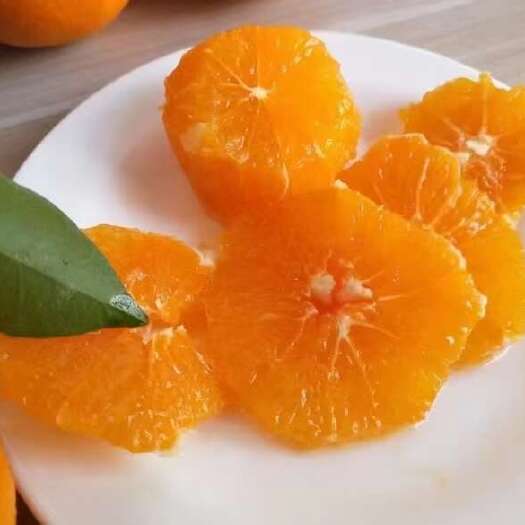 秭归县秭归脐橙——九月红果冻橙  湖北秭归产地鲜果供应  一件代发