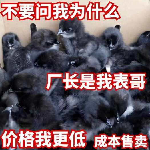 衡水五黑鸡苗 【诚信商家】买1000送200 货到付款