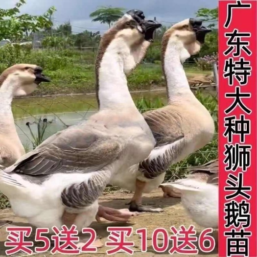 巧家县狮头鹅苗 【诚信商家】买1000送200 货到付款