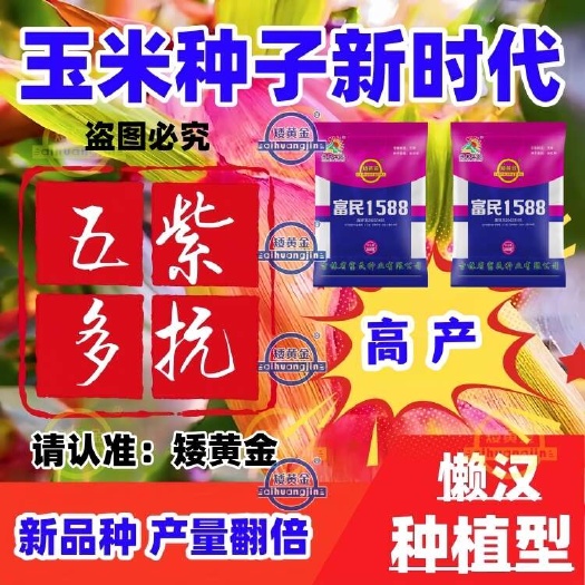 石家庄双国审矮秆大穗优质玉米种子产量高抗病抗倒耐旱苞谷种子批发包邮