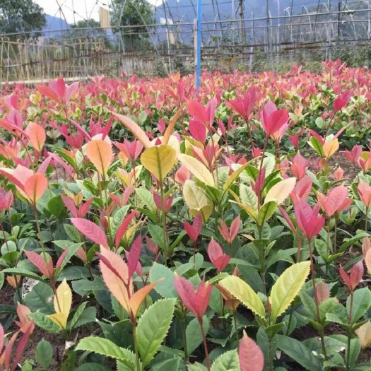 咸宁庭院珍珠彩叶桂园林桂花树苗浓香型四季常青多彩绿化苗木花园花卉