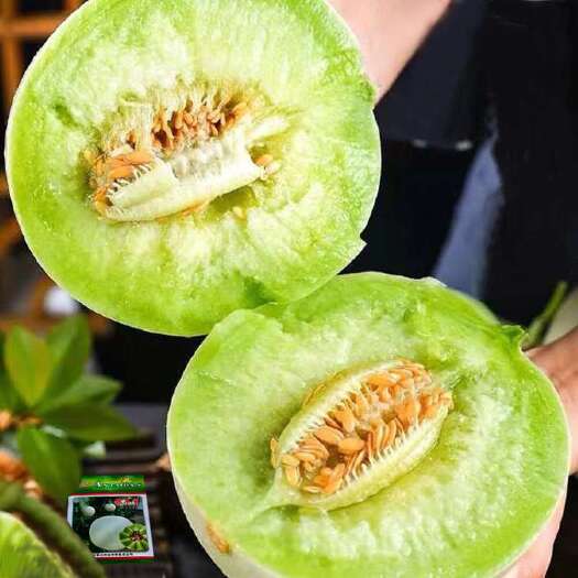 沭阳县银翠蜜圆果玉菇甜瓜种子