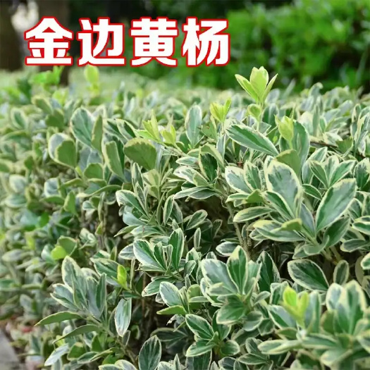 咸宁金边黄杨树苗苗圃直发室外花园绿化大叶苗木庭院篱笆四季常青布景