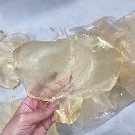 广州6头蝴蝶肚花胶鱼胶