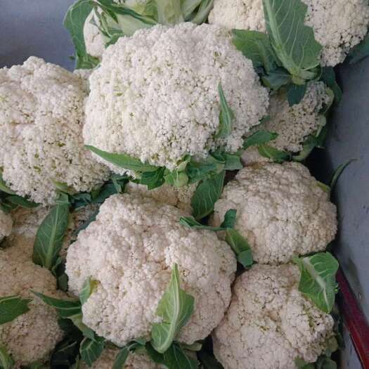 三原县陕西三原精品花菜，货源充足，现货现发，品质有保证