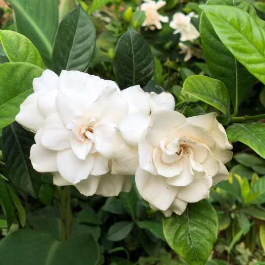 咸宁栀子花苗大叶浓香型庭院绿化苗室内盆栽花卉四季常青小苗开花地栽