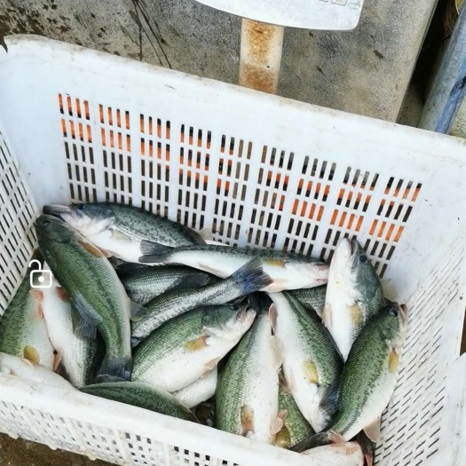 常年大量出售淡水加州鲈鱼