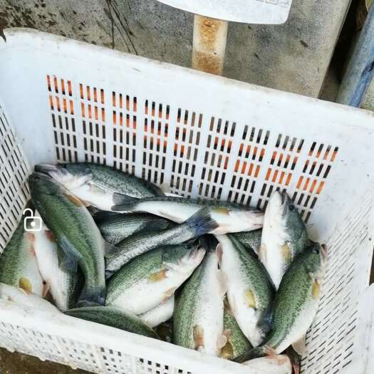 连云港常年大量出售淡水加州鲈鱼