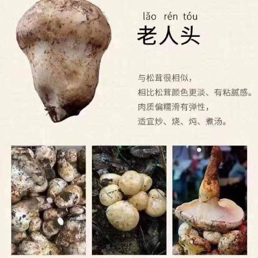 云南新鲜老人头菌批发零售
