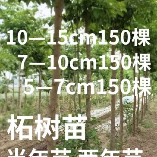 沛县高杆柘树 清地打包处理  5—15厘米450棵