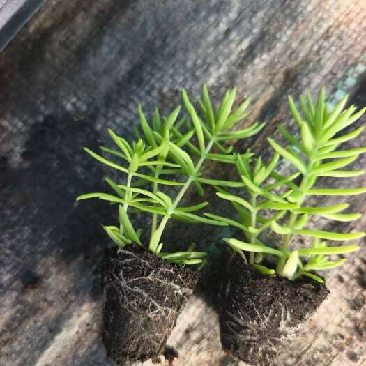 青州市黄金条地被植物 优质耐旱 潍坊青州直供苗圃 地毯草皮 易养护
