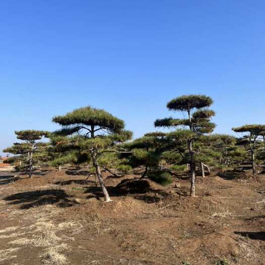 黑松造型黑松斜飘黑松工程黑松景观黑松油松全部二次假植