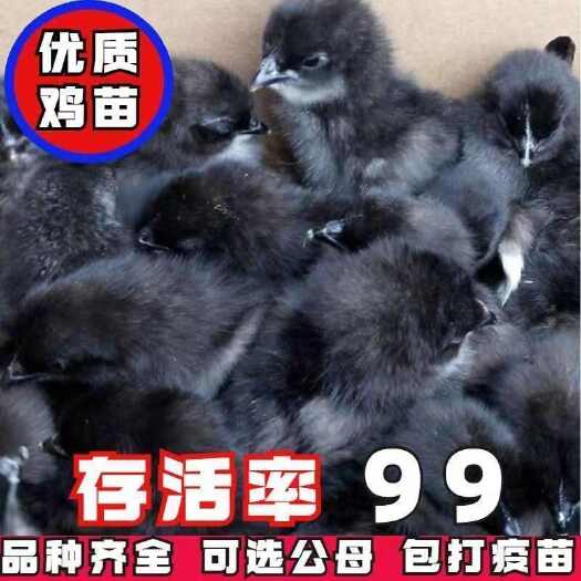 田林县五黑鸡苗 【诚信商家】买1000送200 货到付款
