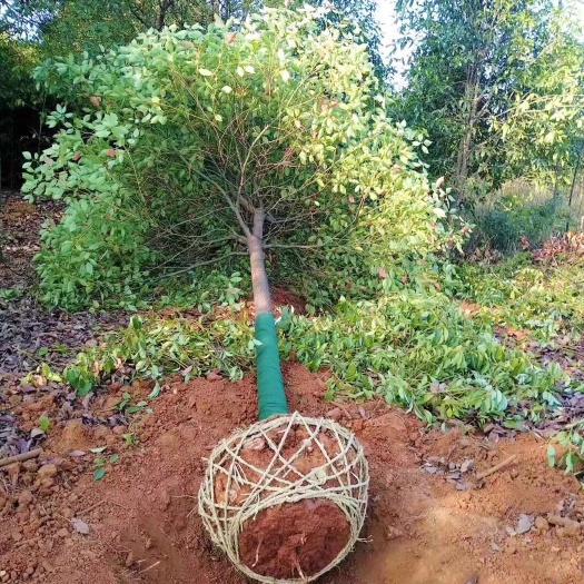 咸宁基地直发香樟苗木庭院截杆香樟树常青工程樟树园林绿化行道树大叶