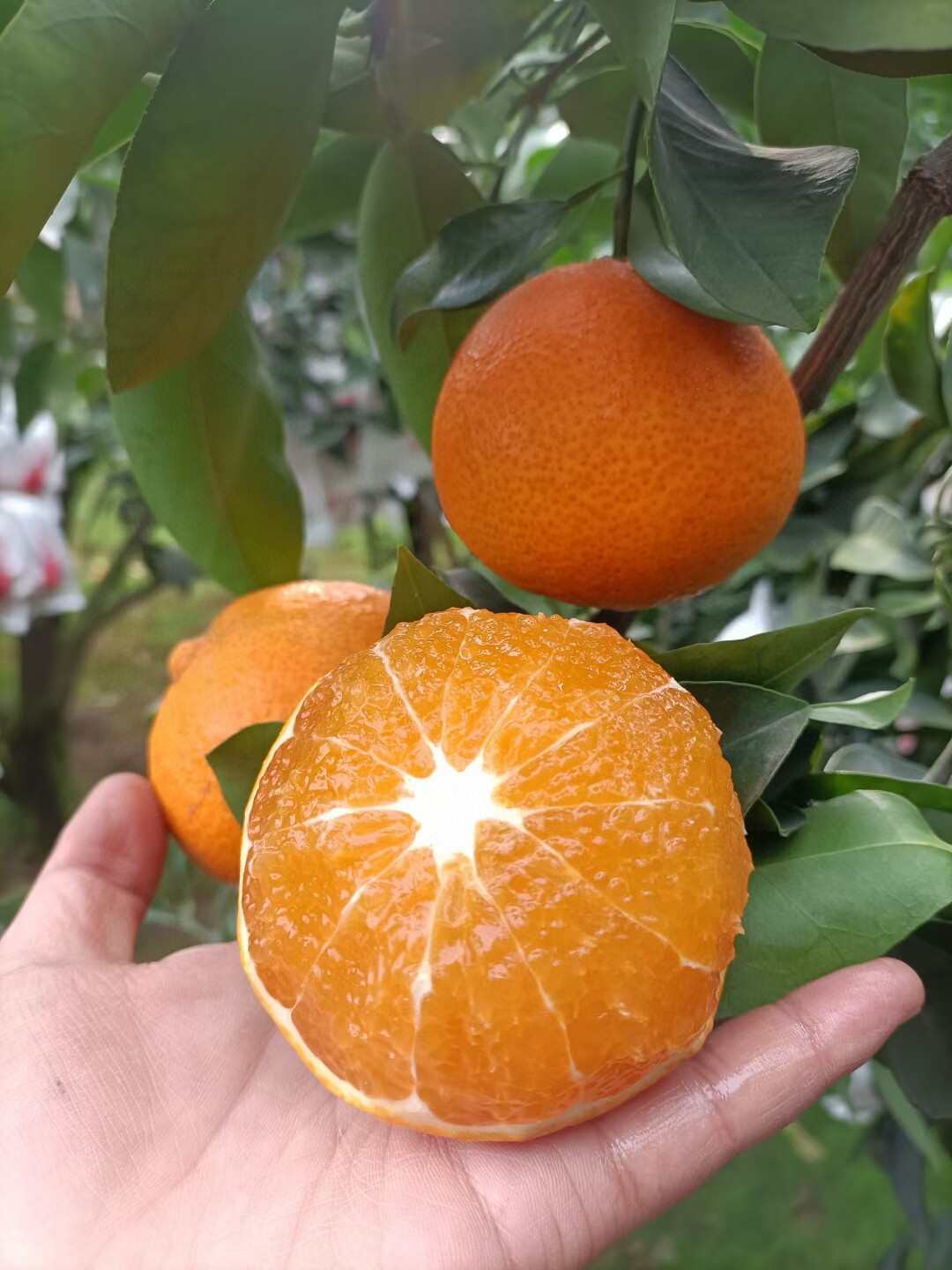 一件代发货/四川省浦江新鲜水果爱媛橙果肉饱满水分足果园直发