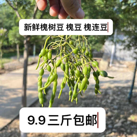 新鲜槐豆 大别山上槐豆 现摘槐豆 槐豆泡茶 野生槐联豆